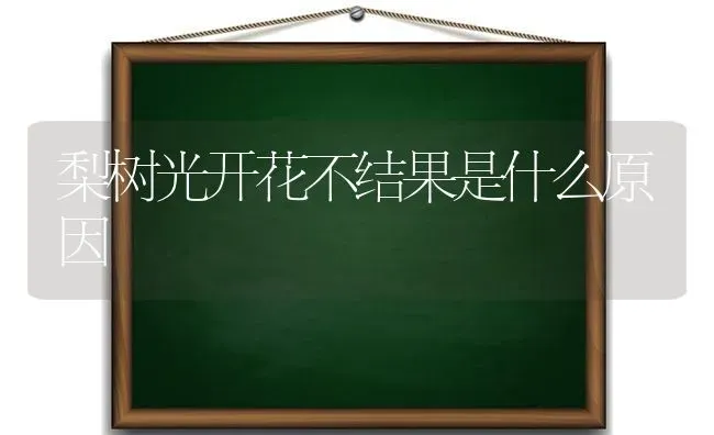 梨树光开花不结果是什么原因 | 瓜果种植