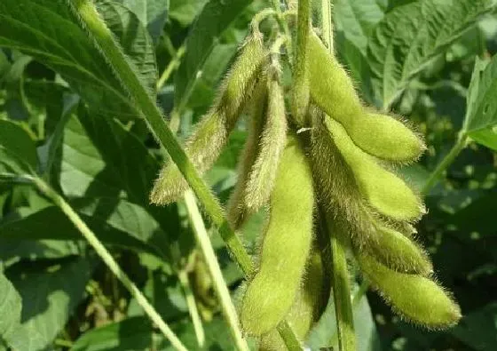 植物病害|大豆黄叶病用什么药效果好