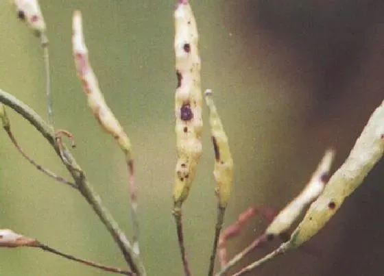 植物病害|油菜炭疽病的发病原因及治疗方法