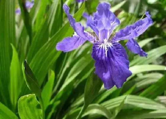 植物修剪|鸢尾开花后怎么修剪