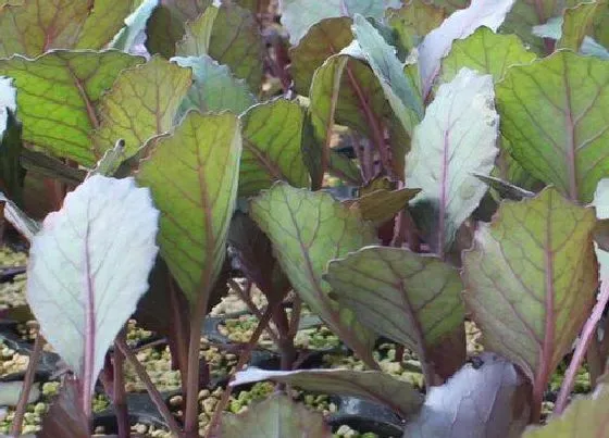 种植方法|甘蓝种植时间和方法