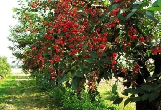 果实成熟|樱桃什么时候成熟季节 成熟月份与采摘时间