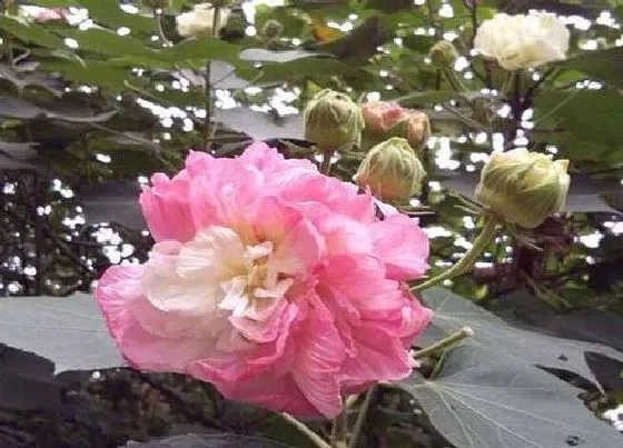 植物香味|芙蓉花有香味吗