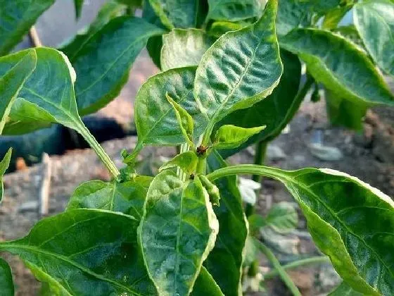 植物育苗|辣椒种子怎么催芽 快速催芽方法