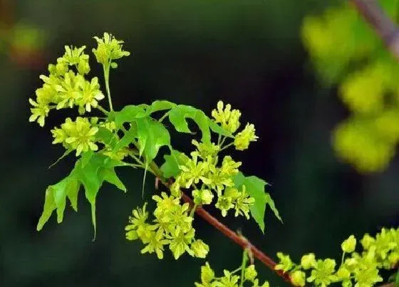 植物百科|五角枫开花吗 开花什么样子