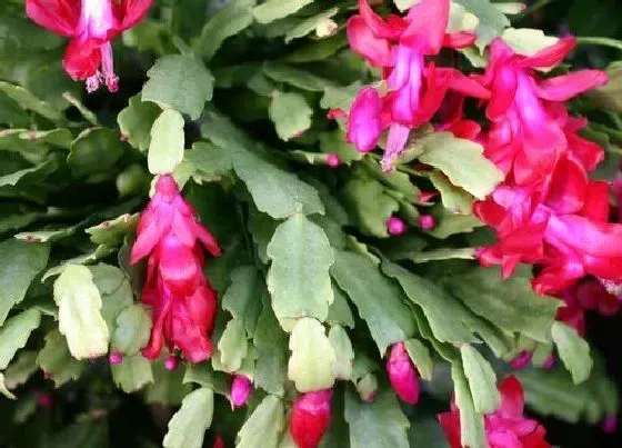 植物毒性|蟹爪兰有毒吗 可以放在室内养吗