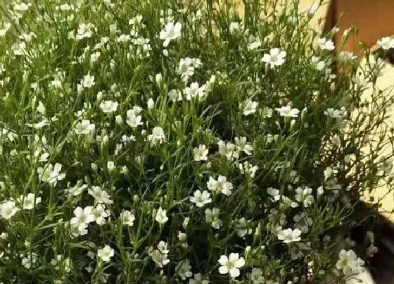 种植管理|满天星几月份种合适