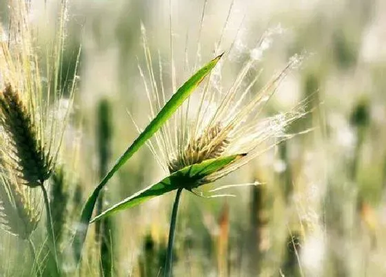 种植管理|燕麦什么时候收割