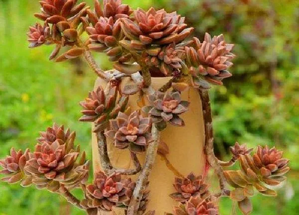 植物移栽|胧月老桩上盆时间与养护方法