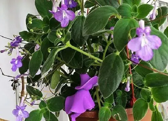 植物百科|吊盆植物花卉有哪些
