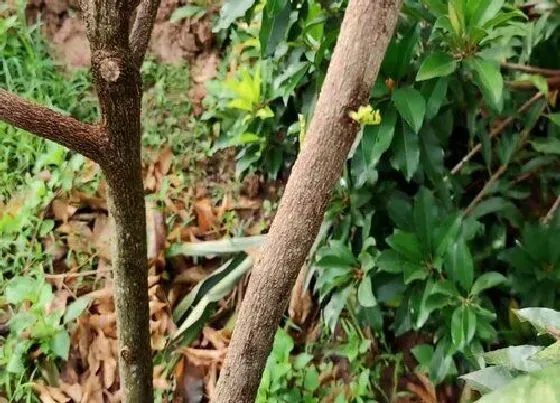 植物修剪|黄皮果树剪枝的最佳时间 修剪技术与管理