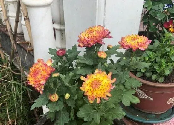 叶子|菊花的叶子像什么形状
