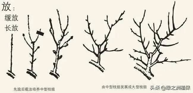 植物修剪|柑桔怎么修剪方法，柑橘幼树10大修枝修剪口诀）