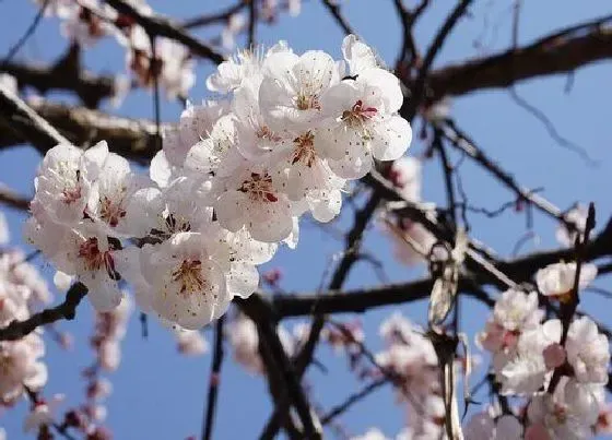 习性特点|桃花的样子,颜色,气味,其他（桃花的形状和特点描写）