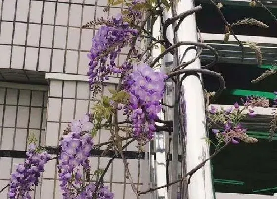 生长环境|藤萝的生长环境 适合生长的地方