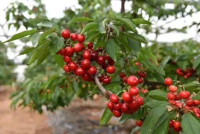 植物施肥|一棵樱桃树施多少肥，大樱桃树什么时候施肥，多少量）