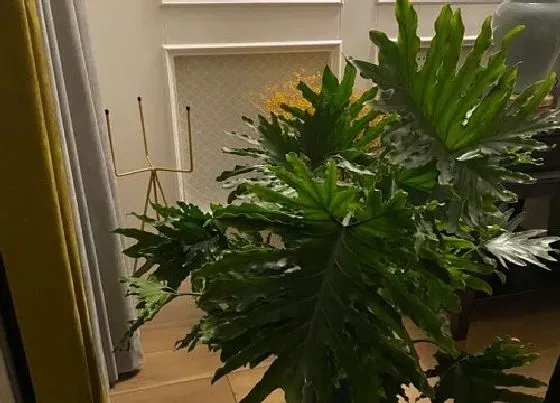 植物毒性|春雨花卉有毒吗 可以放在室内养吗