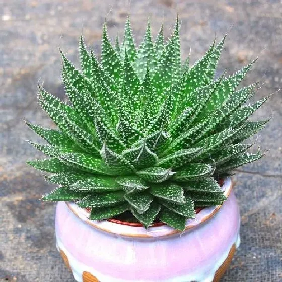 植物百科|芦荟开花吗 花期长的什么样子