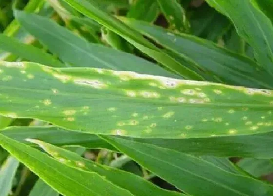 植物虫害|大姜病虫害防治方法与技术