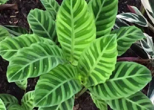 植物浇水|竹芋可以用啤酒浇吗