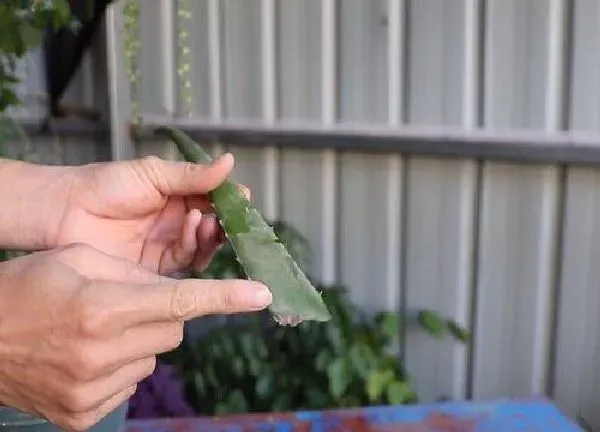 植物生根|芦荟扦插多久生根发芽