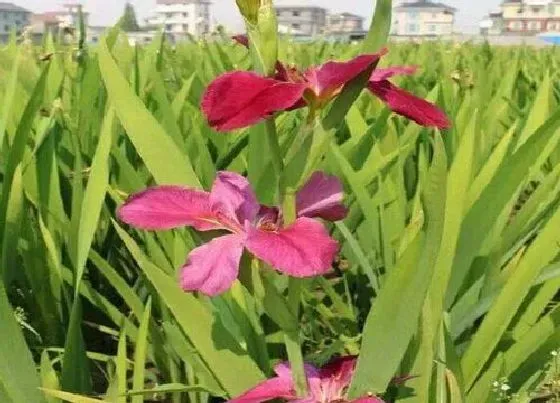 开花时间|鸢尾多久开花一次