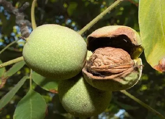 植物排行|核桃什么品种最好