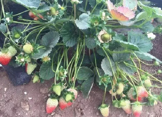 植物播种|草莓什么时候播种