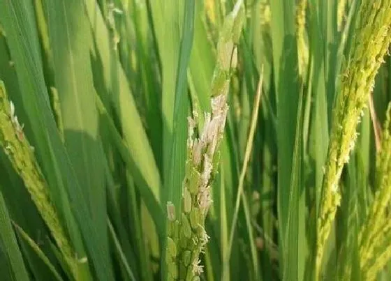 植物百科|水稻会开花吗 开怎么样的花