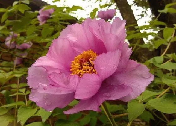 植物香味|芙蓉花有香味吗