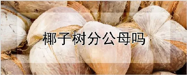 椰子树分公母吗 | 自然知识