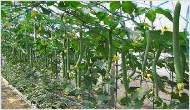露地丝瓜的高产种植技术 | 农业科普