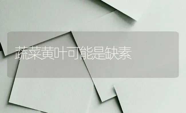 蔬菜黄叶可能是缺素 | 蔬菜种植