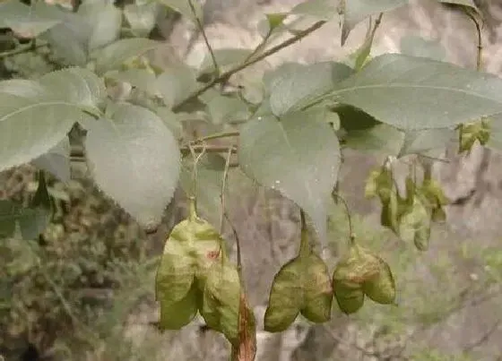 植物排行|被子植物有哪些