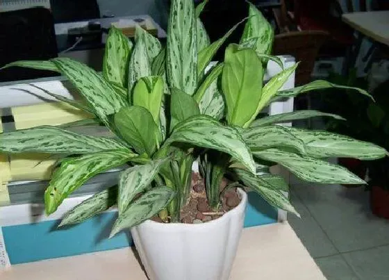 植物繁殖|万年青怎么繁殖方法和注意事项