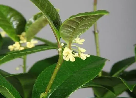 植物种类|最耐寒的桂花品种 桂花哪个品种最抗寒