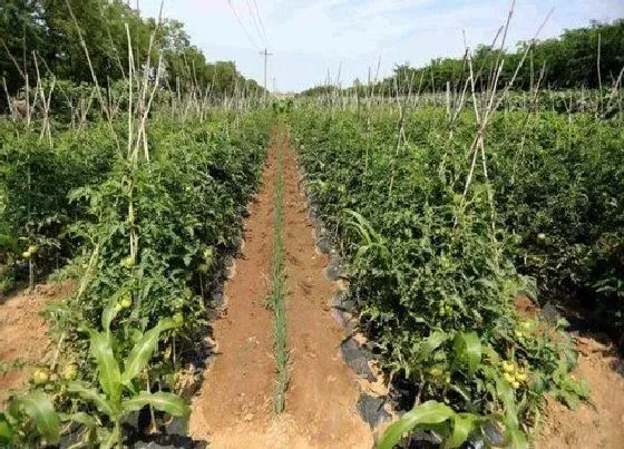 植物施肥|豆角追肥用什么肥料好