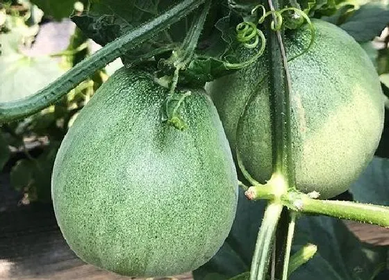种植管理|甜瓜摘心打顶时间与方法