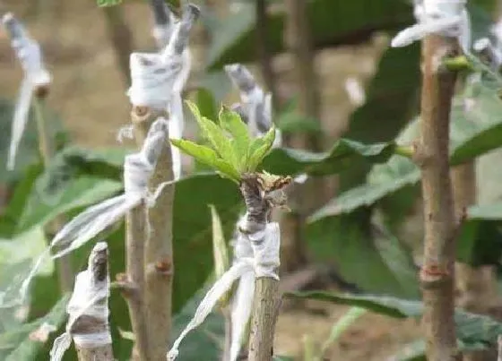 植物嫁接|枇杷树什么时候嫁接成活率高