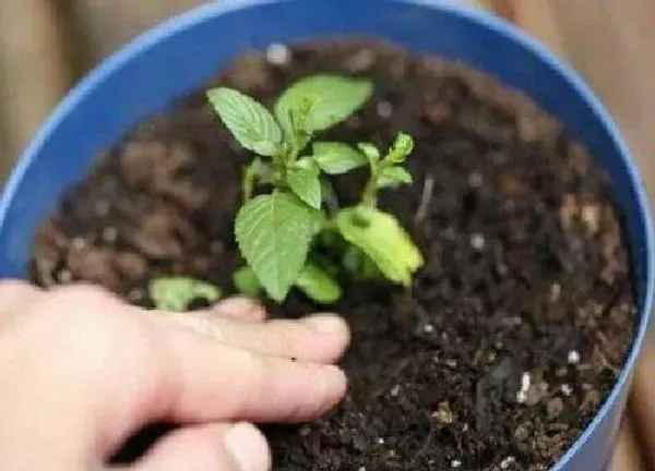 植物扦插|薄荷插枝能活吗