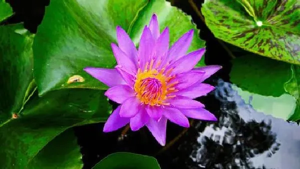 养殖方法|紫色睡莲怎么水养 水养方法和注意事项