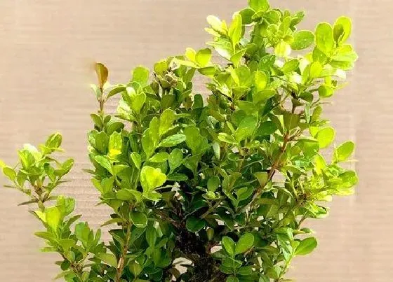 冬天植物|黄杨耐寒吗