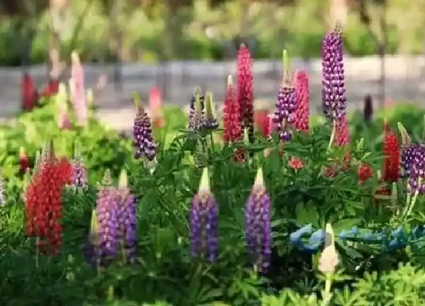 养殖科普|鲁冰花花谢后怎么处理