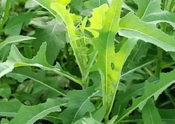 功效常识|苣荬菜的功效与作用