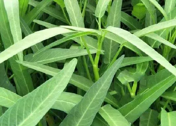 植物播种|水空心菜怎么留种子 水上空心菜的种植方法