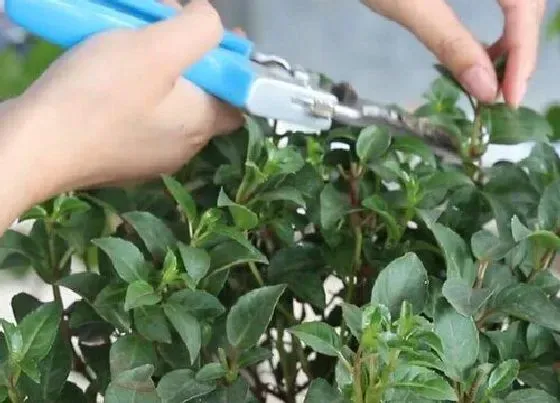 植物修剪|吊金钟怎么修剪方法