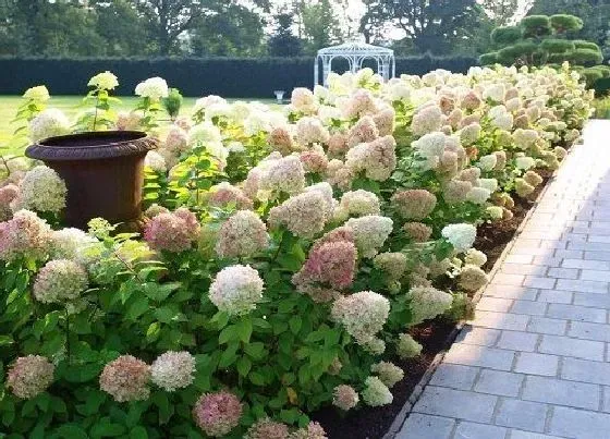 开花时间|无尽夏一年开几次花