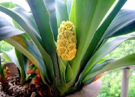 植物百科|万年青会开花吗 开花样子及图片