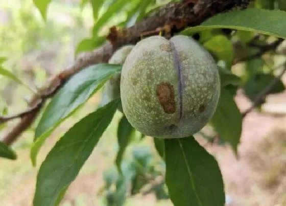 植物虫害|李子病虫害防治技术与方法措施