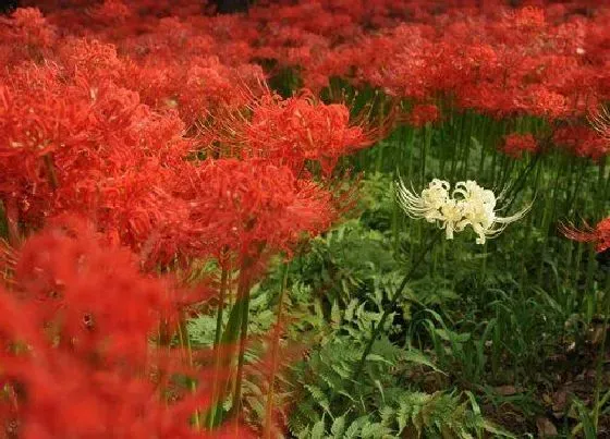 不开花|彼岸花为什么不开花